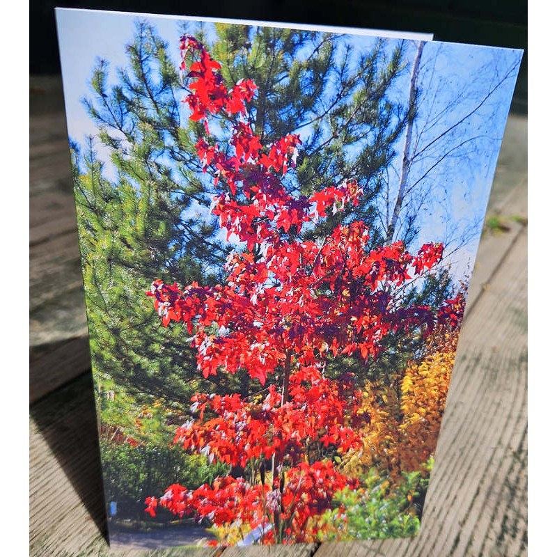 Gift Card - Liquidambar 'Festival'