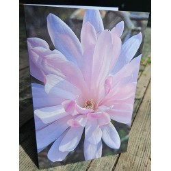 Gift Card - Magnolia 'Jane Platt'