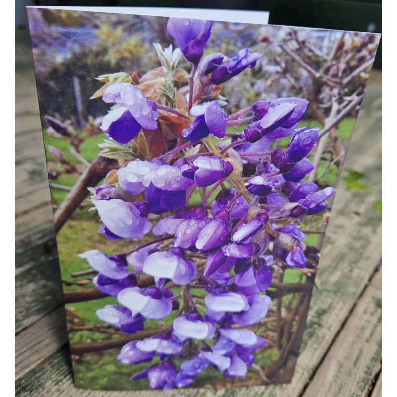 Gift Card - Wisteria 'Okayama'