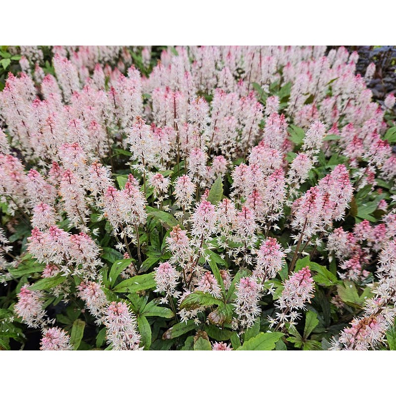 Tiarella 'Raspberry Sundae' - flowers in Spring