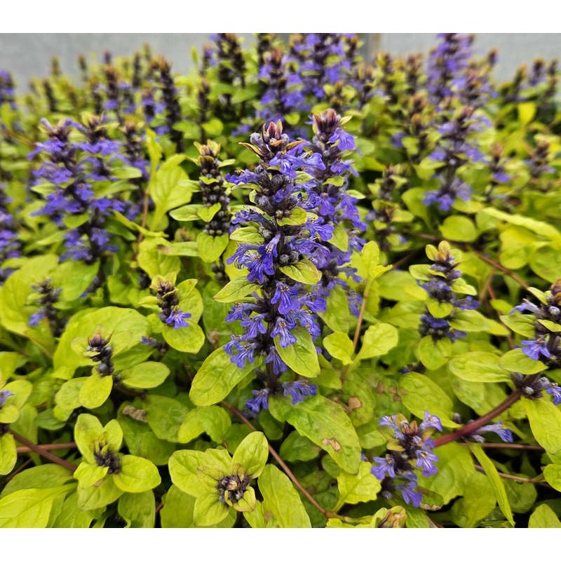 Ajuga reptans 'Lemon & Lime' - purple-blue flowers and eye-catching yellow-green leaves in May