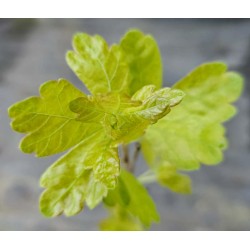 Rhus aromatica 'Gro-Low' - young leaves in Spring