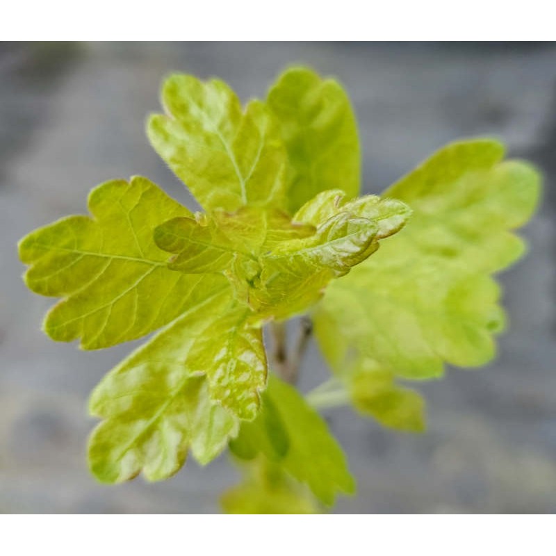 Rhus aromatica 'Gro-Low' - young leaves in Spring