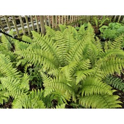 Dryopteris wallichiana 'Jurassic Gold' - golden green fronds on an established plant in Spring
