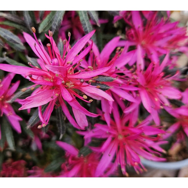 Rhododendron 'Starstyle Lila' - flowers in late Spring