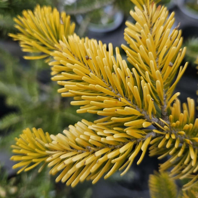 Abies nordmanniana 'Aurea' - golden foliage in late Spring