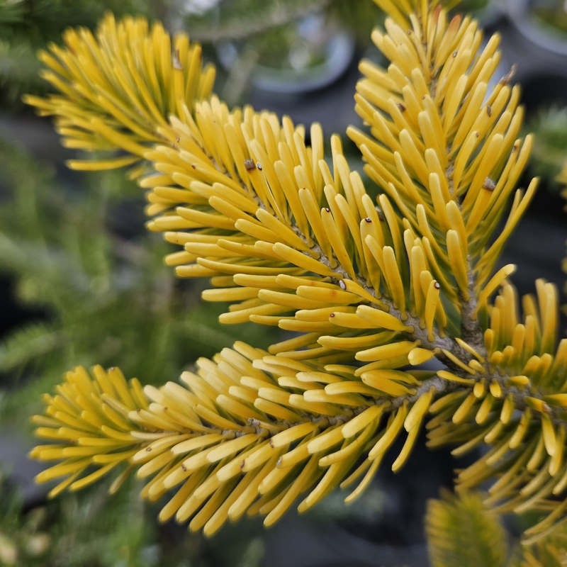 Abies nordmanniana 'Aurea' - golden foliage in late Spring Abies nordmanniana 'Aurea' - golden foliage in late Spring