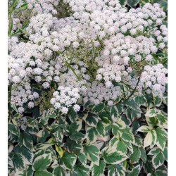 Aegopodium podagraria 'Variegata' - flowering in Spring