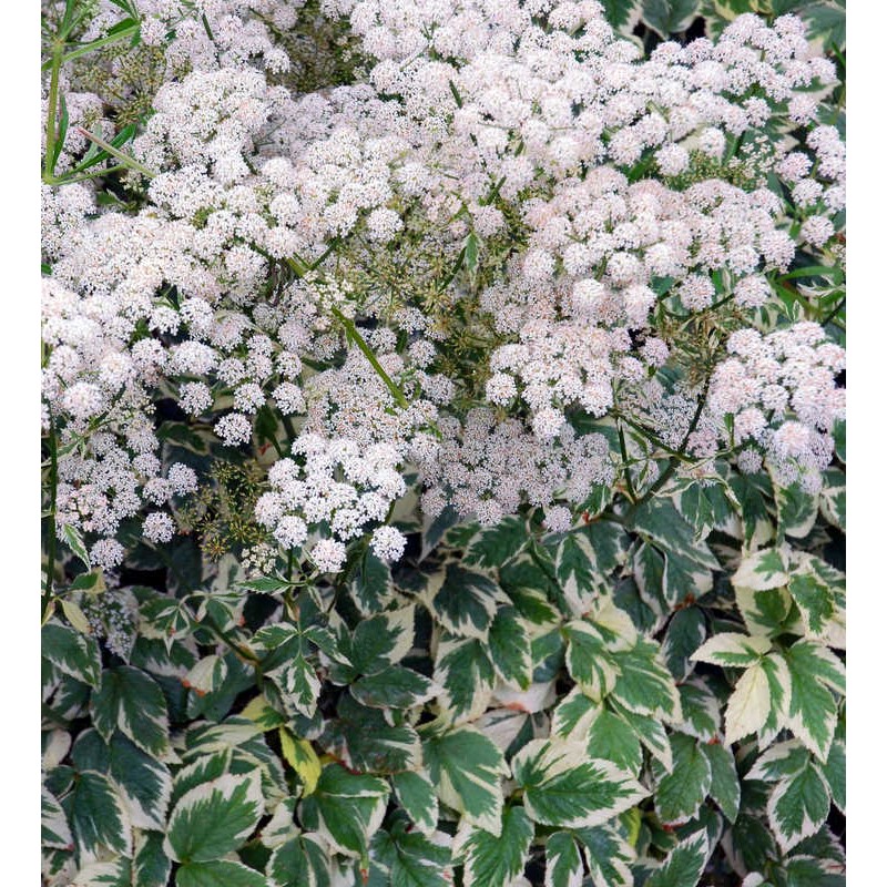 Aegopodium podagraria 'Variegata' - flowering in Spring