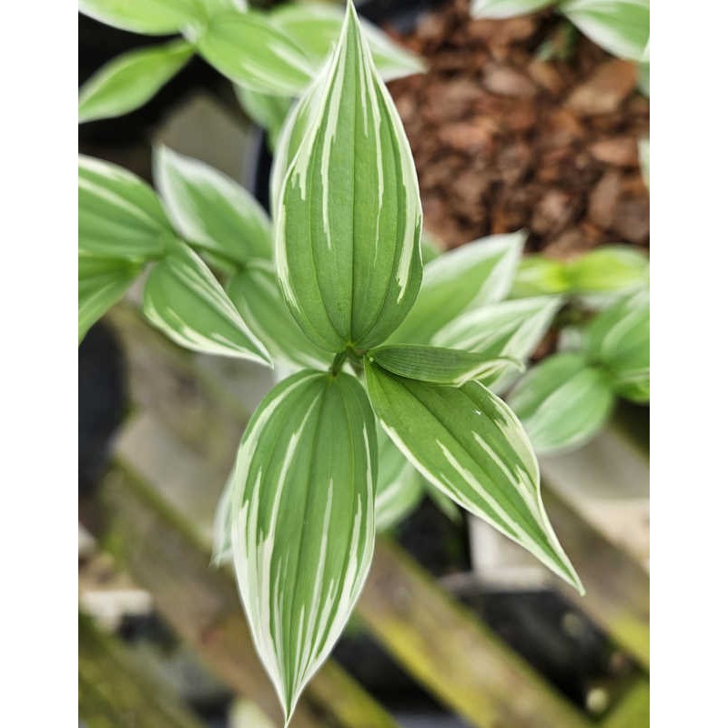 Disporum sessile 'Variegatum' - Young leaves in Spring