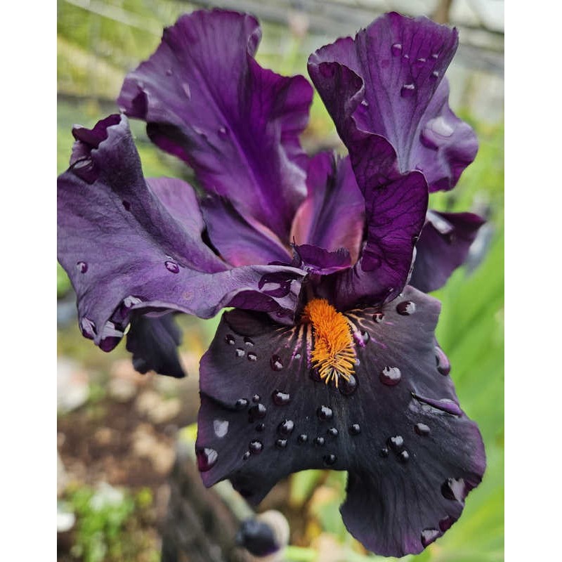 Iris 'Dracula's Kiss' - flowering in early summer