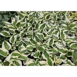 Hosta 'Patriot' - white and green variegated leaves
