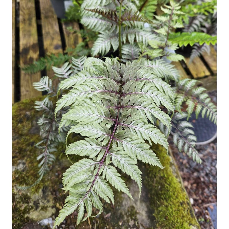 Athyrium niponicum f. metallicum - fronds in late Spring