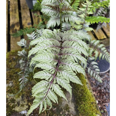 Athyrium niponicum f. metallicum - fronds in late Spring