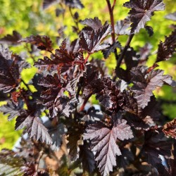 Physocarpus opulifolius 'Panther' - handsome dark purple-black leaves in Spring.
