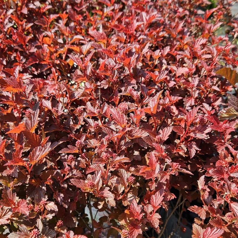 Physocarpus opulifolius 'Sweet Cherry Tea' - young orange-red leaves in Spring