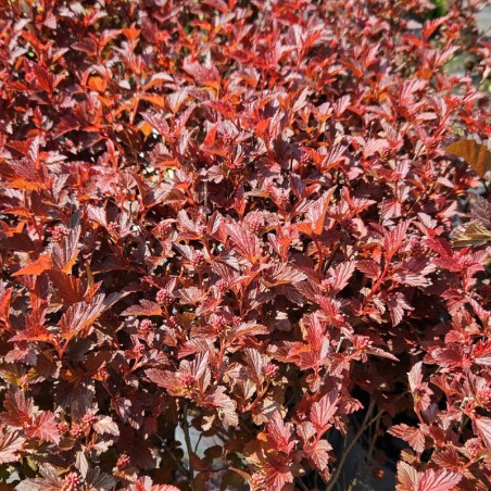 Physocarpus opulifolius 'Sweet Cherry Tea' - young orange-red leaves in Spring