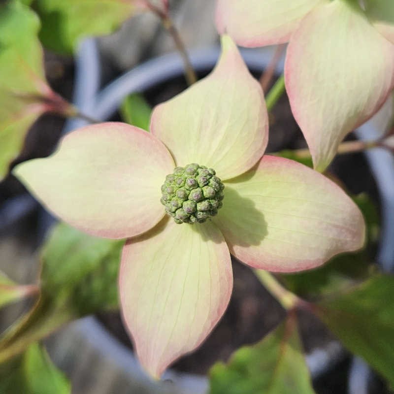 Cornus kousa 'Cappuccino' - young flower bracts emerging in May