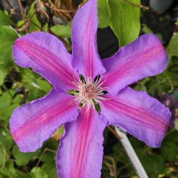 Clematis 'Etoile de Malicorne' - flowers in late May