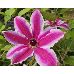 Clematis 'Pamina' - flowers in late May