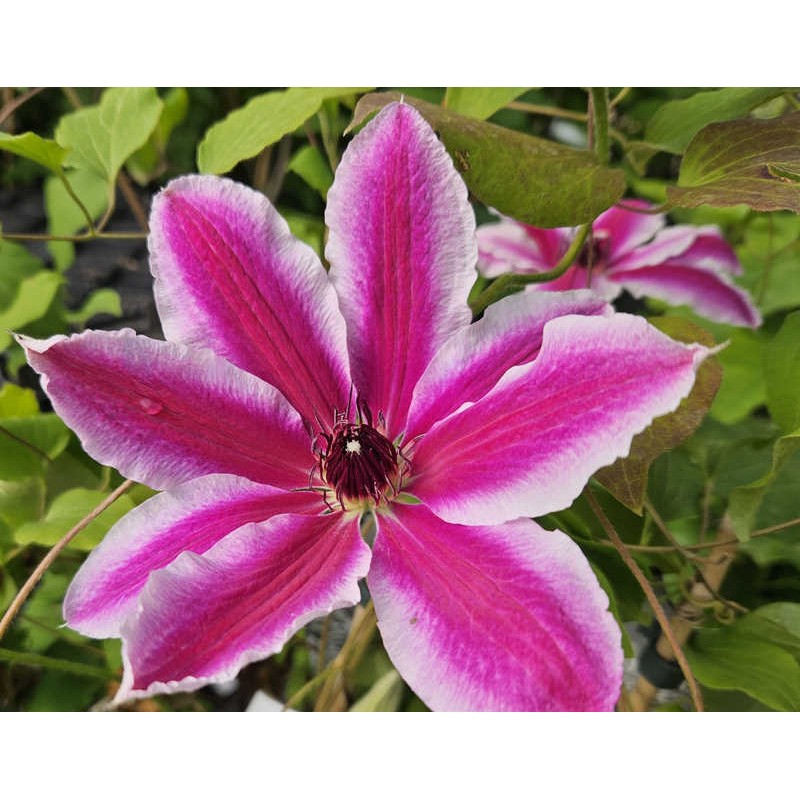 Clematis 'Pamina' - flowers in late May Clematis 'Pamina' - flowers in late May