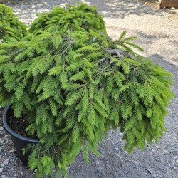 Picea abies 'Formanek' - established plant
