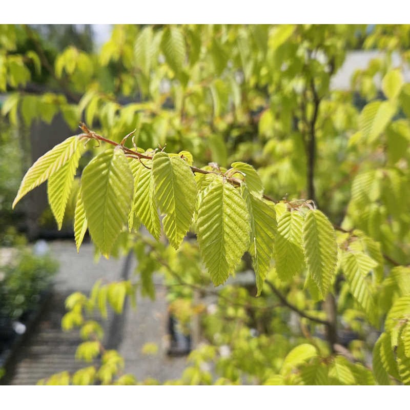 Carpinus fargesiana