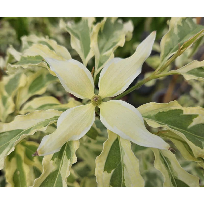 Cornus kousa 'Laura' - bracts emerging in Spring