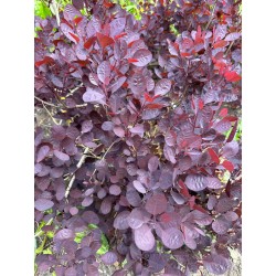 Cotinus coggygria 'Lilla' - established plant