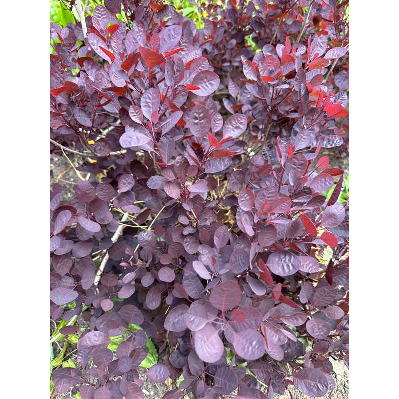 Cotinus coggygria 'Lilla' - established plant