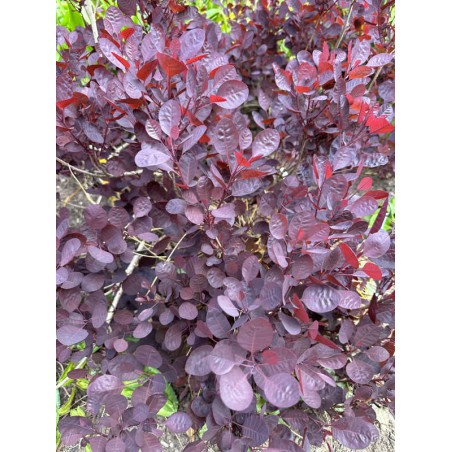 Cotinus coggygria 'Lilla' - established plant Cotinus coggygria 'Lilla' - established plant