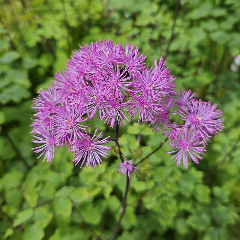 Thalictrum 'Black Stockings' - flowers in early summer