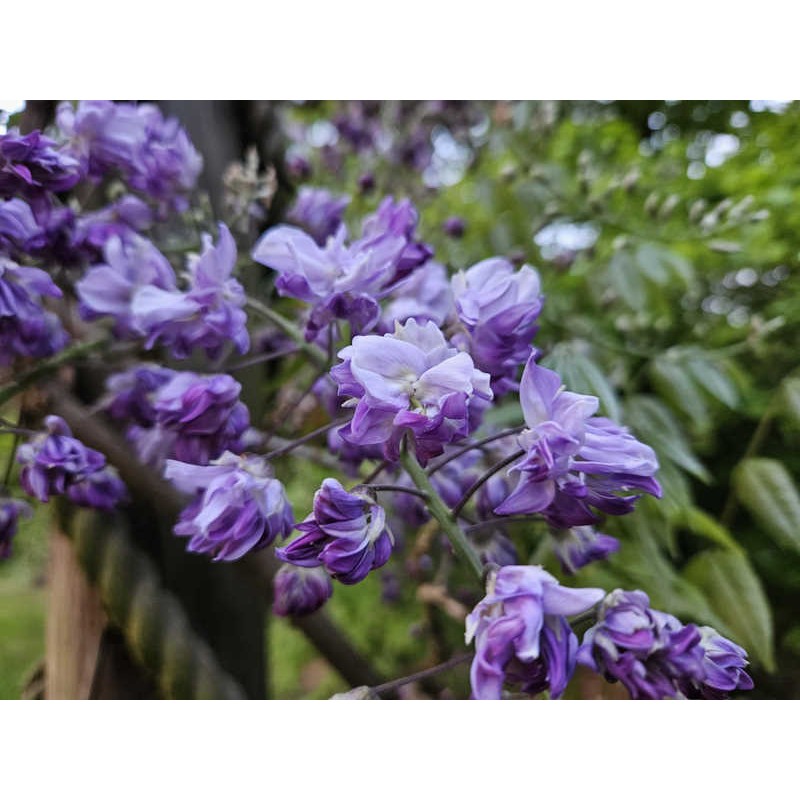 Wisteria floribunda 'Violacea Plena'