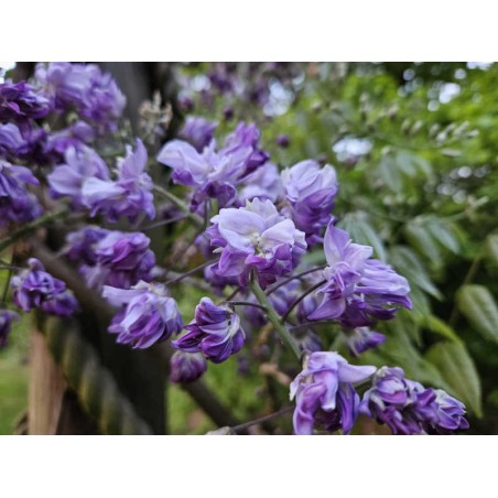 Wisteria floribunda 'Violacea Plena'