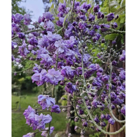 Wisteria floribunda 'Violacea Plena'