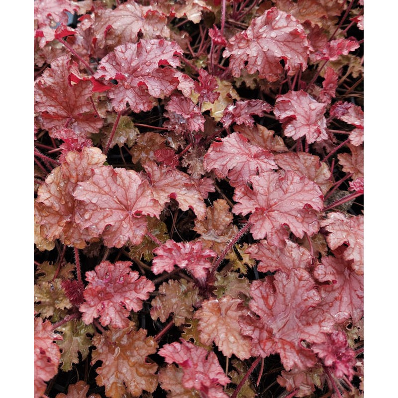 Heuchera 'Ginger Peach' - young leaves in Spring