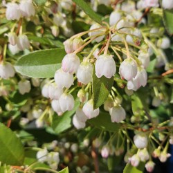 Zenobia pulverulenta 'Raspberry Ripple' - flowers in June