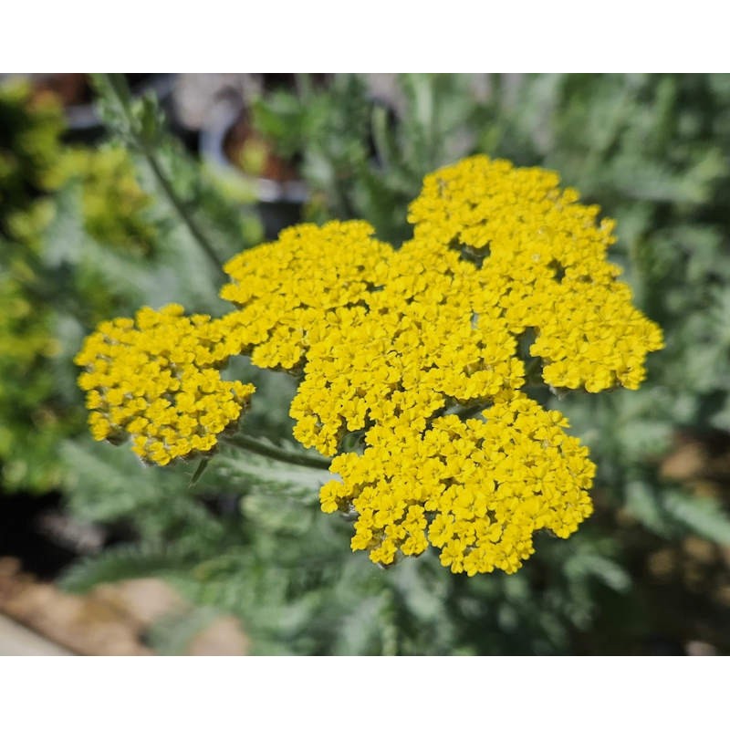 Achillea 'Moonshine' - yellow flowers in June