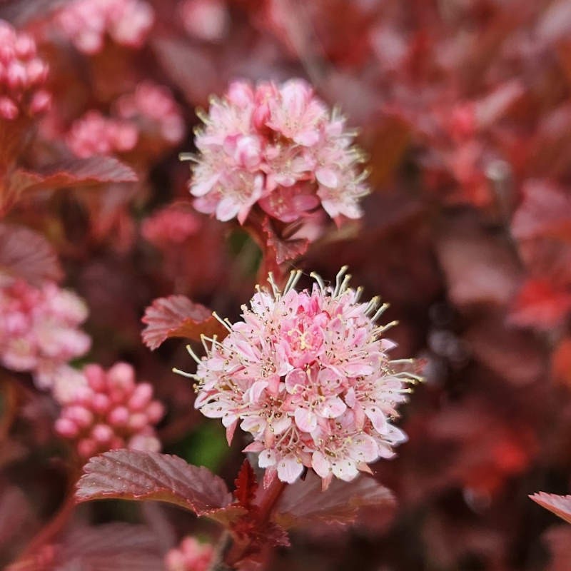 Physocarpus opulifolius 'Sweet Cherry Tea' - clusters of flowers in June