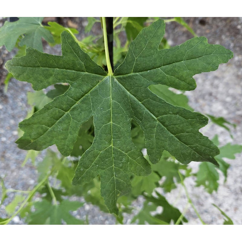 Liquidambar orientalis 'Maurice Foster' - leaf shape in summer