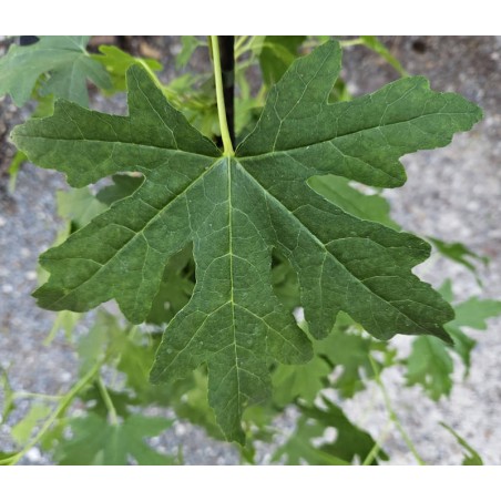 Liquidambar orientalis 'Maurice Foster' - leaf shape in summer Liquidambar orientalis 'Maurice Foster' - leaf shape in summer