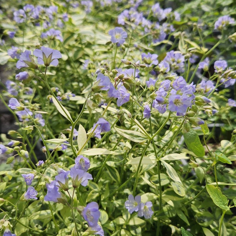 Polemonium 'Stairway to Heaven' - flowers in late Spring