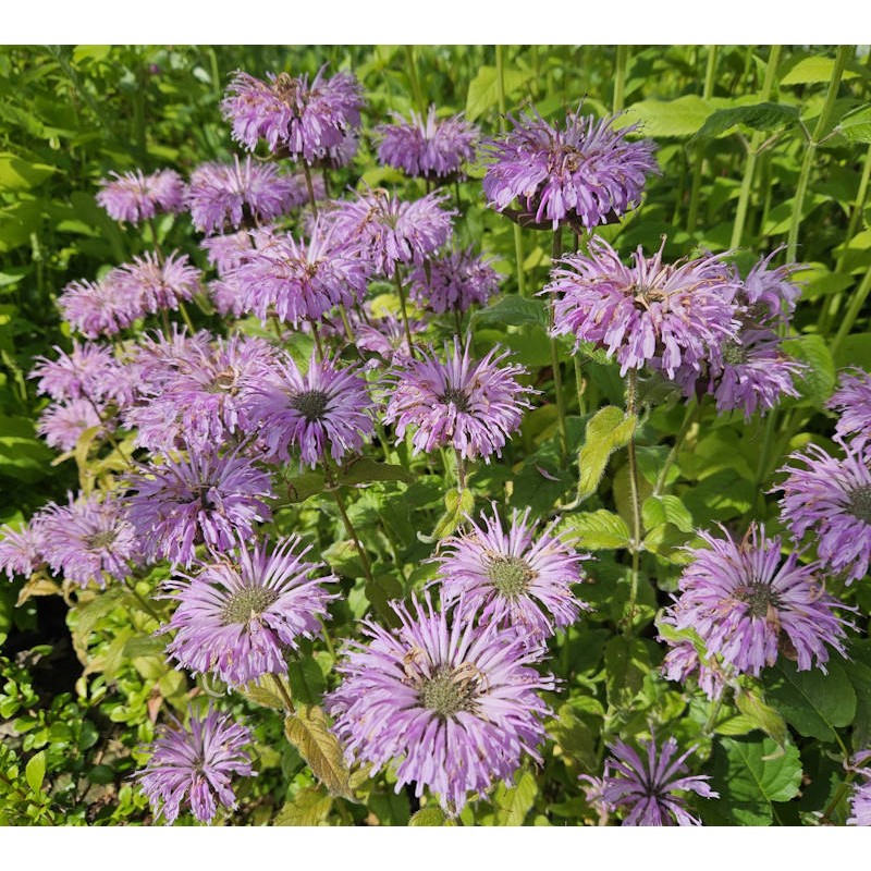 Monarda 'Blue Moon' - established plant