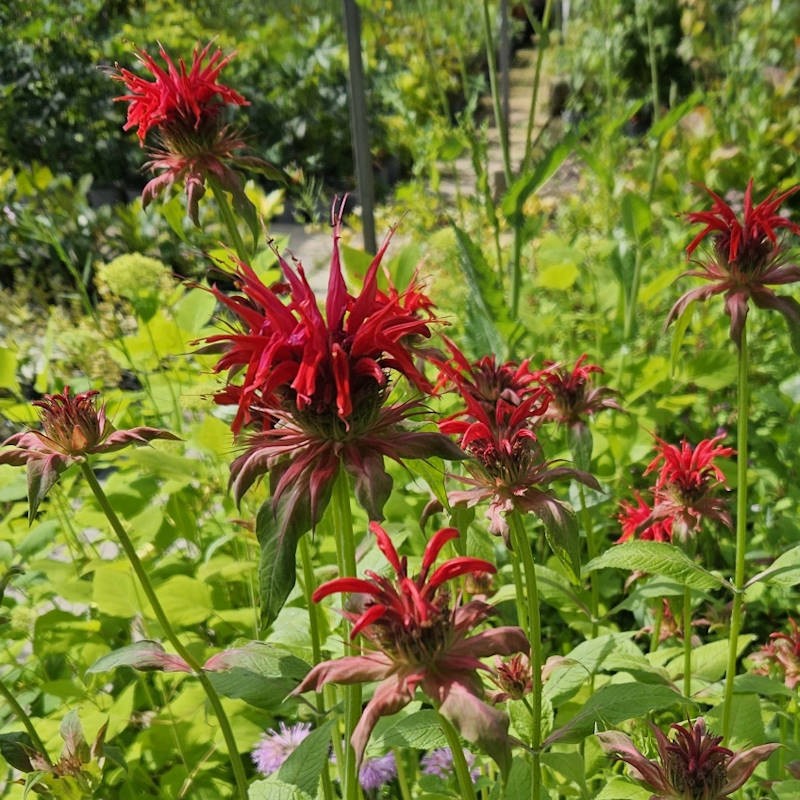 Monarda 'Cambridge Scarlet' - flowers in Summer