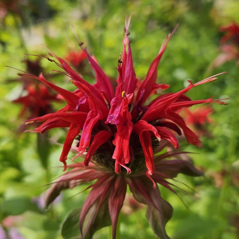 Monarda 'Cambridge Scarlet' - dark red summer flower