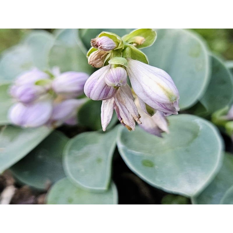 Hosta 'Blue Mouse Ears' - flowers in June