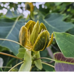 Liriodendron x 'Chapel Hill' - flowers in June