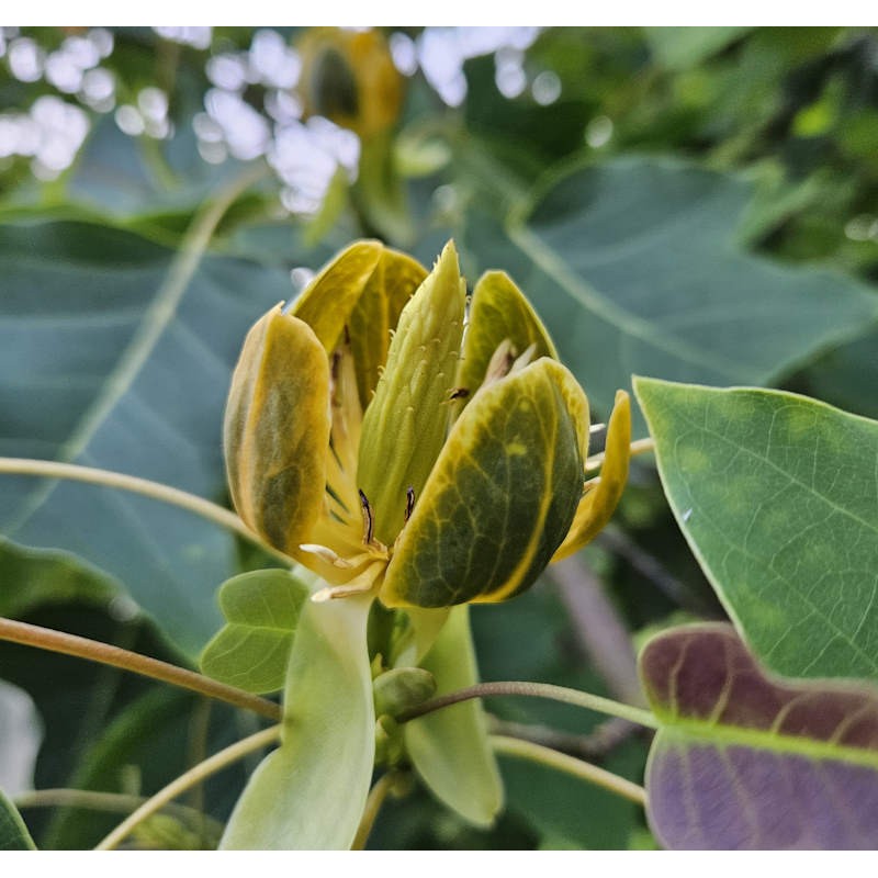 Liriodendron x 'Chapel Hill' - flowers in June