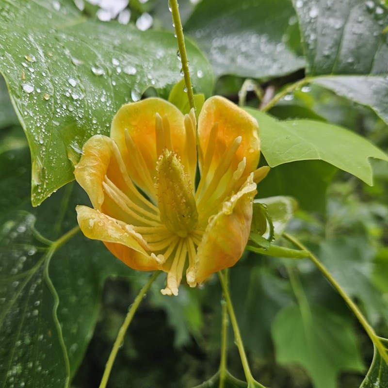 Liriodendron x 'Doc Deforce's Delight' - flowers in June