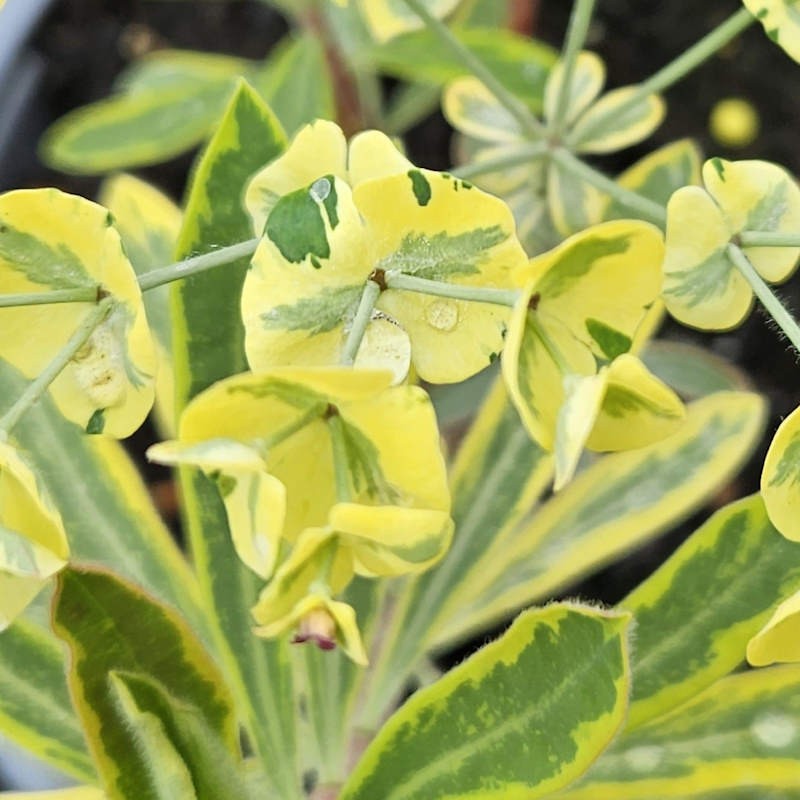 Euphorbia × martini 'Ascot Rainbow' - flowers in June